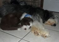 Fast asleep with Lulu